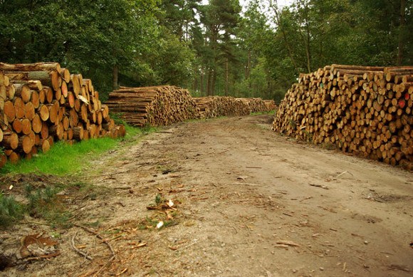 Logging in Wykeham Forest